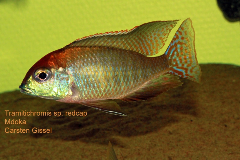 Lethrinops sp. 'red cap' Mdoka